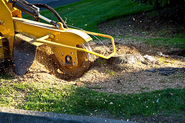 Best Tree Root Removal  in USA